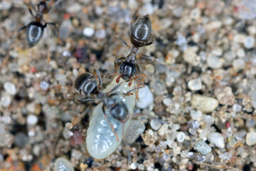 Ants rescuing larvae after uncovering an anthill in the garden.