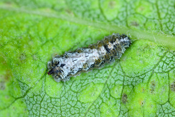 Larva of Hoverflies called flower flies or syrphid flies, make up the insect family Syrphidae.