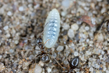 Ants rescuing larvae after uncovering an anthill in the garden.