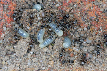 Ants rescuing larvae after uncovering an anthill in the garden.