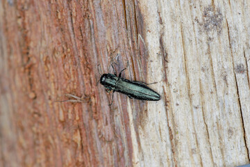Oak splendour beetle, also known as the oak buprestid beetle (Agrilus) in its natural environment....