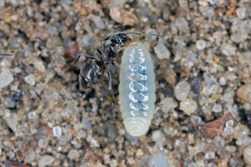 Ants rescuing larvae after uncovering an anthill in the garden.