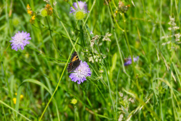 Small tortoiseshell butterfly (Aglais urticae) sitting on a purple flower in Zurich, Switzerland