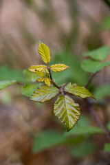 beautiful flowers and plants in their best splendor