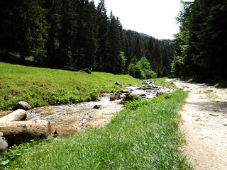 A walk in the forest