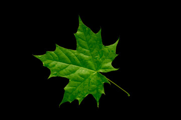 green maple leaf on black background