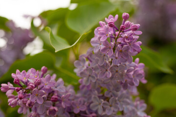 Branch of lilac flowers on green leaves background