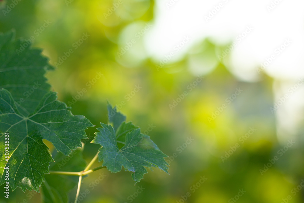 Wall mural grape leaves on summer blurred greenery background with bokeh and copy space