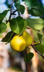 Two pears hang on a tree branch. Selective focus on a pear against the backdrop of beautiful bokeh