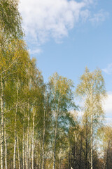 Fototapeta premium Natural birch ridge, alley in the spring forest. Slender tall birch trees are dressed with new young foliage. Selective focus on individual white svelte trunks.