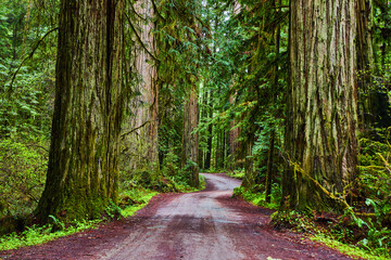 Ancient Redwoods forest with windy gravel road