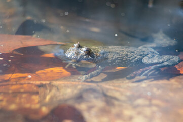 Fototapeta Kumak nizinny siedzący z profilu blisko w płytkiej wodzie na tle brązowych liści  obraz