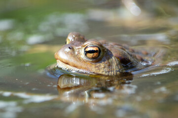 Głowa ropuchy szarej z profilu zanurzonej blisko w wodzie
