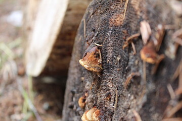mushrooms that grow on tree trunks in the forest