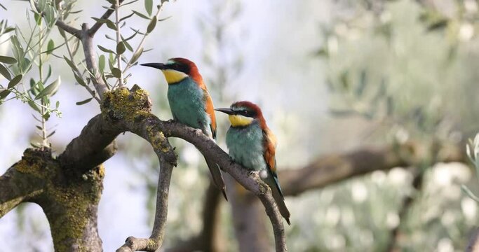 The bee-eaters, merops apiaster  on an olive tree