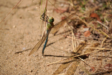 Sun shines on large African dragonfly resting on grass stem near ground, closeup detail