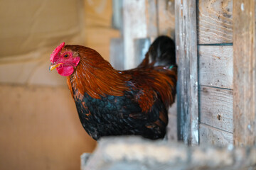 Small bantam chicken rooster with bright red comb resting in henhouse, closeup detail