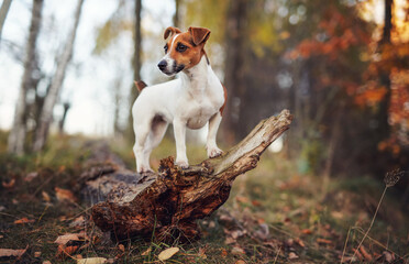 Small Jack Russell terrier dog in forest, standing on fallen tree, looking to side, closeup detail - obrazy, fototapety, plakaty