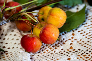 branch with small yellow-red apples close-up