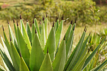 Detail to black spine agave leaves with dark tips on sunny day