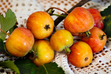 branch with small yellow-red apples close-up