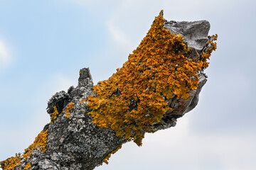 Yellow orange maritime sunburst lichen - Xanthoria parietina and gray tube Hypogymnia physodes -...