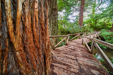 Bark detail of Redwood tree next to wood walking bridge over creek