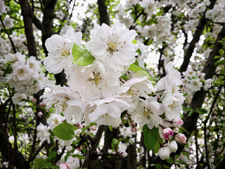 A wild apple tree blossom during springtime in the city