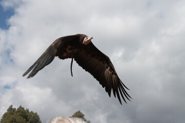 vultures soaring through the sky of spain europe