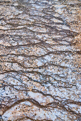 Black river pattern trickles down from spring in Yellowstone