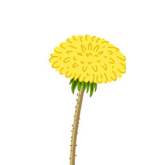 Dandelion yellow flower. Botanical vector illustration, isolated on white background. Hand drawn flat decorative element.