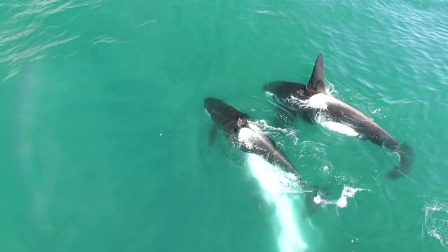 Dramatic aerial view scenery of family of Orca killer whale hunting on humpback whale looking for food on horizontal surface on blue sea water. Animal wildlife nature aerial shot, natural background.