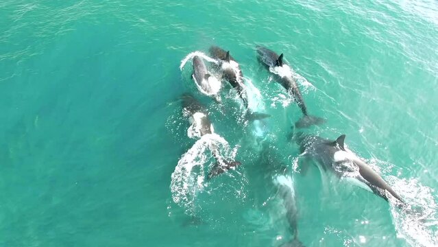 Dramatic aerial view landscape of flock of Orca killer whale killing on humpback whale looking for food on horizontal surface on blue sea water. Animal wildlife nature aerial shot, natural background.
