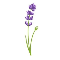 Lupine violet flower. Botanical vector illustration, isolated on white background. Hand drawn flat decorative element.