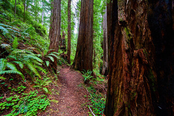 Ancient California forest surrounded by Redwoods on trail