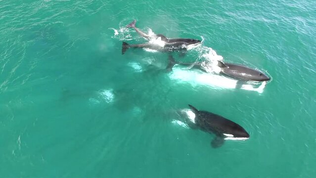 Dramatic aerial view scenery of flock of Orca killer whale killing on humpback whale looking for food on horizontal surface on blue sea water. Animal wildlife nature aerial shot, natural background.