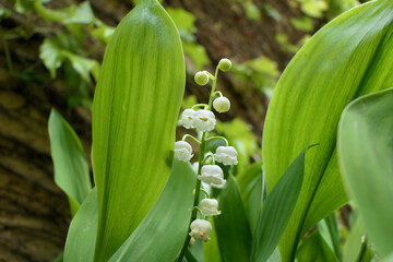 Close up of the bell shaped flowers of Lily of the Valley
