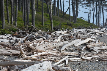 Washington Pacific Northwest a lot of driftwood piled up on the beach