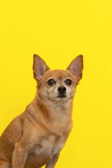 A terrier. Thoroughbred dog on a yellow background close-up. Pets