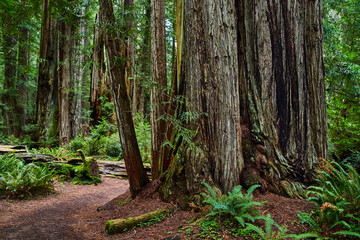 Large cluster of Redwood trees next to dirt trail
