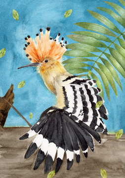 Watercolor illustration of a hoopoe bird with variegated white and black spread wings and a crest on its head on a grey blue background	