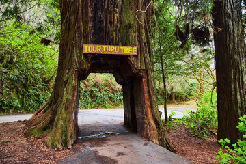 A Redwood tree carved out to drive through