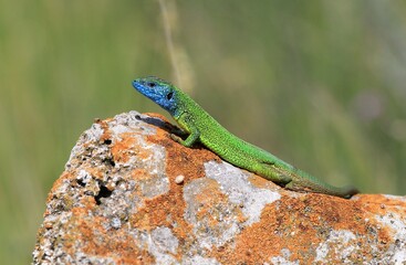 Male green lizard (Lacerta viridis) on a stone close-up