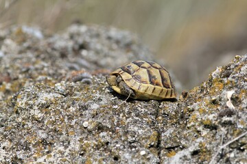 Little turtle Testudo graeca on the rocks