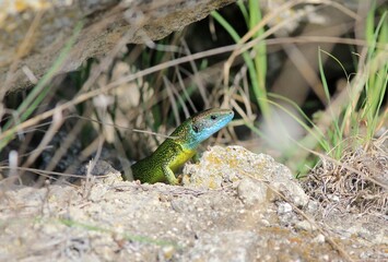 Male green lizard (Lacerta viridis) on a stone close-up