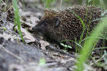 hedgehog climbs uphill