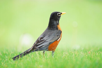 close up on American robin on the lawn