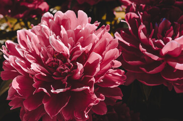 Background of peonies. Bouquet of beautiful flowers peonies. Red peonies close-up in beautiful art processing.