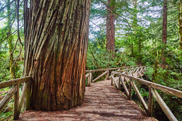 Giant Redwood tree cut into wooden walking path in forest