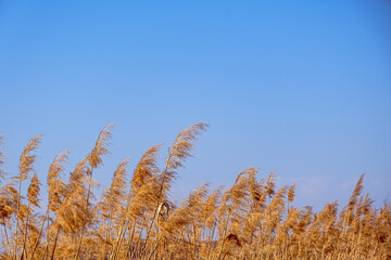 dried rush in the wind with blue sky